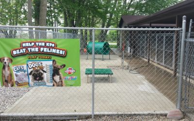 Doggy Daycares & Pet Stores