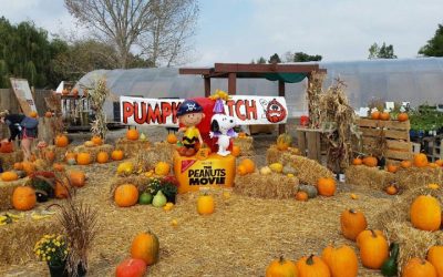 Christmas Tree Lots & Pumpkin Patches